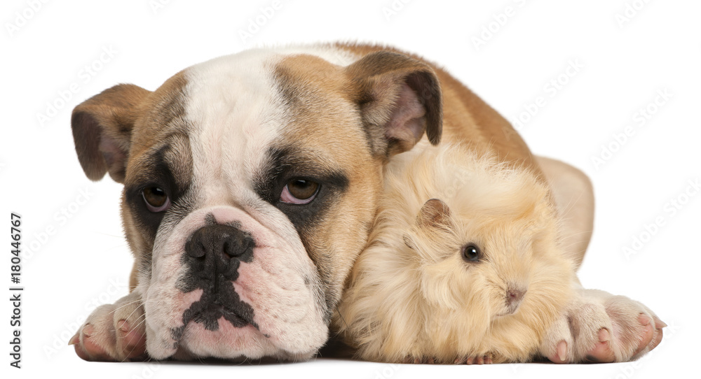 English bulldog puppy, 4 months old, and Peruvian guinea pig, 2 months old, in front of white background