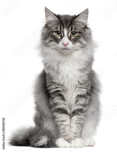 Norwegian Forest Cat (5 months old)