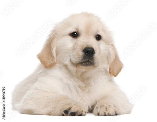 Golden Retriever puppy, 20 weeks old, lying in front of white background