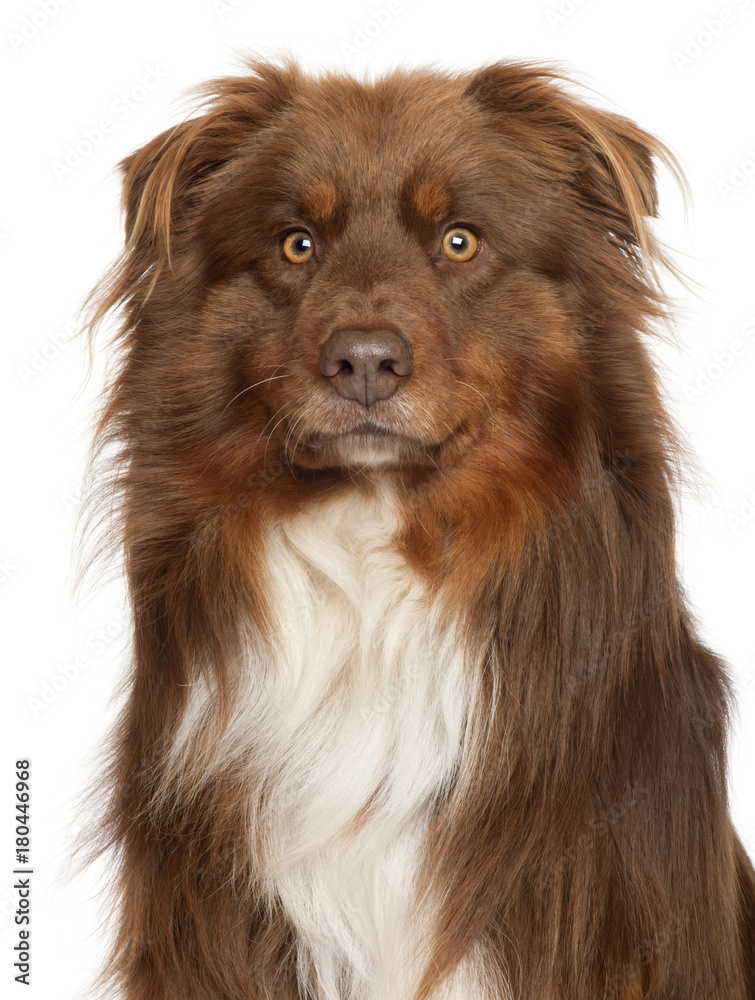 Close-up of Australian Shepherd dog, in front of white background