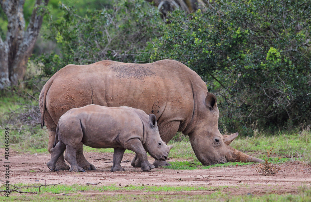 Fototapeta premium Nashornmutter mit Kind