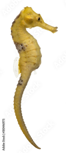 Longsnout seahorse or Slender seahorse, Hippocampus reidi yellowish, in front of white background