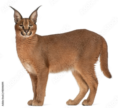 Caracal, Caracal caracal, 6 months old, in front of white background photo