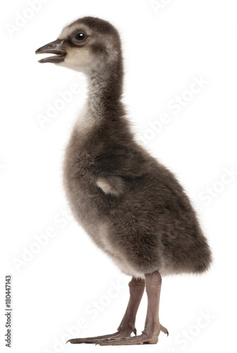 Hawaiian Goose or Nƒìnƒì, Branta sandvicensis, a species of goose, 4 days old, in front of white background