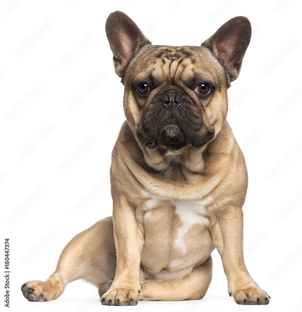 French Bulldog (18 months old)