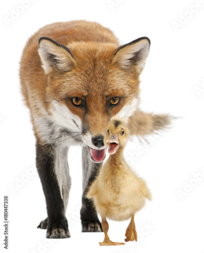 Red Fox, Vulpes vulpes, 4 years old, playing with a domestic duckling in front of white background