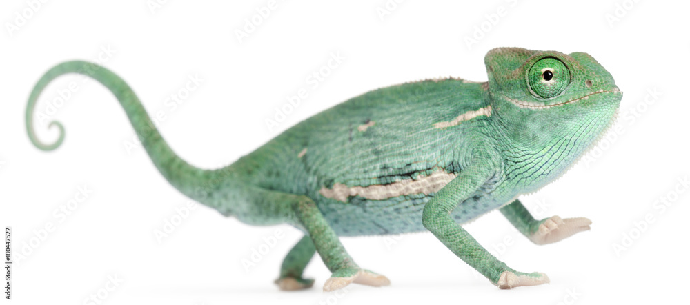 Naklejka premium Uśmiechnięty młody ukryty kameleon, Chamaeleo calyptratus, przed białym tle