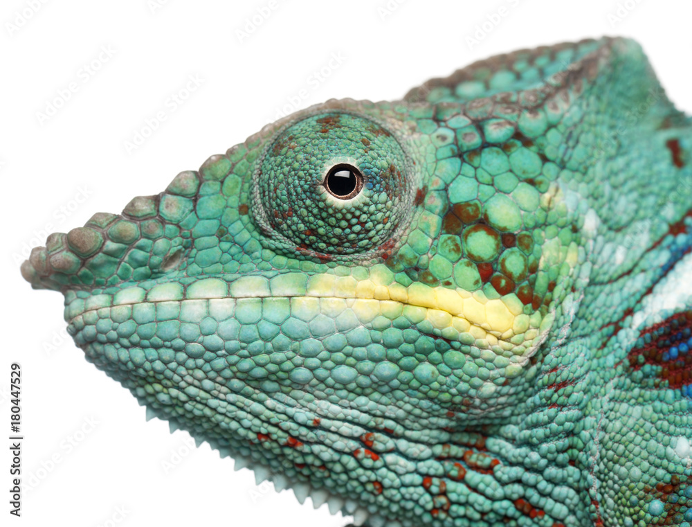 Fototapeta premium Close-up of Panther Chameleon Nosy Be, Furcifer pardalis, in front of white background