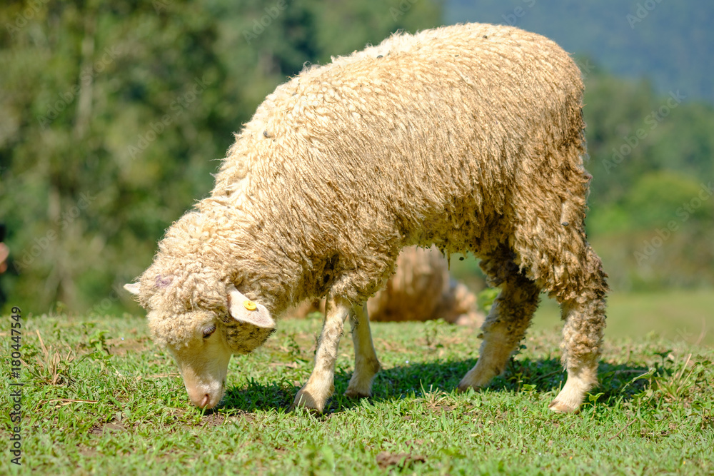 Sheeps in farmland eating meadow Sheeps in farmland eating meadow