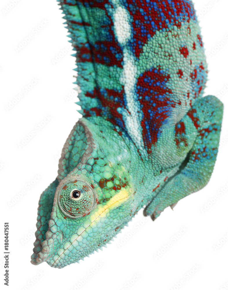 Fototapeta premium Close-up of Panther Chameleon Nosy Be, Furcifer pardalis, in front of white background