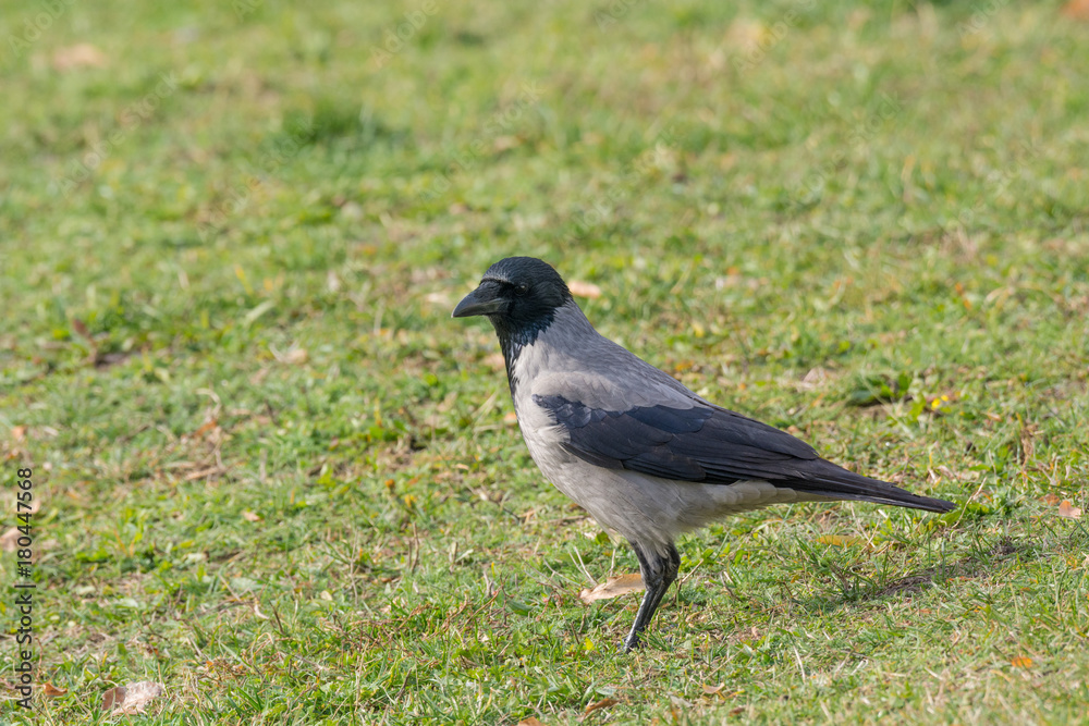 Hooded Crow (aka hoodie) - Corvus corone cornix Hooded Crow (aka hoodie) - Corvus corone cornix
