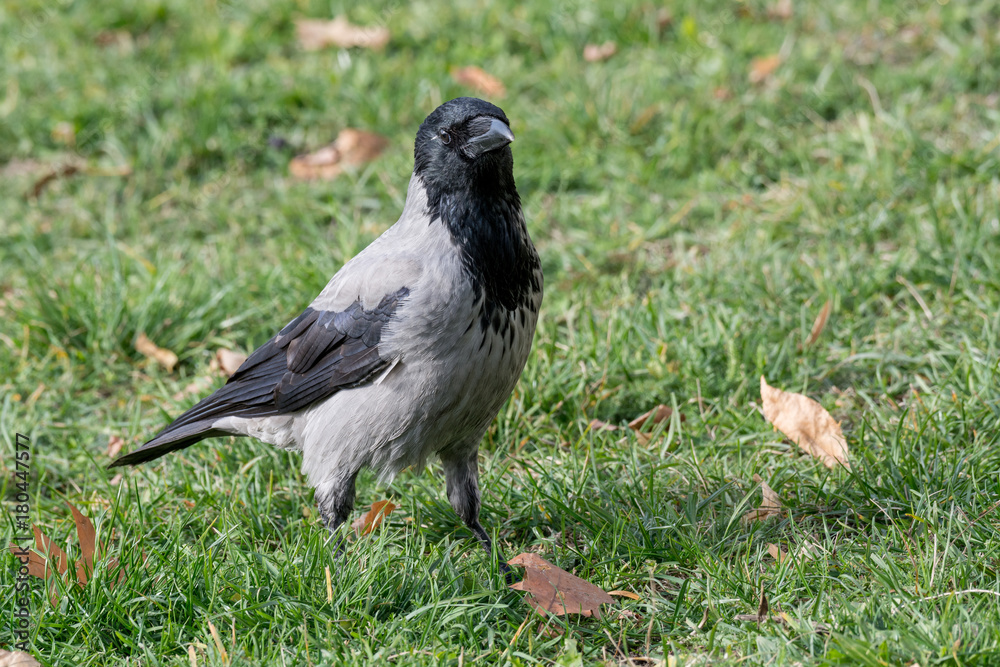 Hooded Crow (aka hoodie) - Corvus corone cornix Hooded Crow (aka hoodie) - Corvus corone cornix
