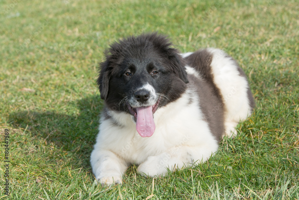 The Bulgarian Shepherd Karakachan puppy is in the park. The Bulgarian Shepherd Karakachan puppy is in the park.