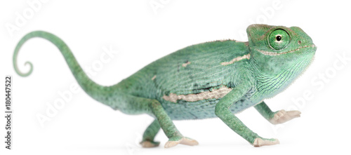 Smiling Young veiled chameleon, Chamaeleo calyptratus, in front of white background