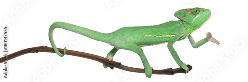 Young veiled chameleon, Chamaeleo calyptratus, in front of white background