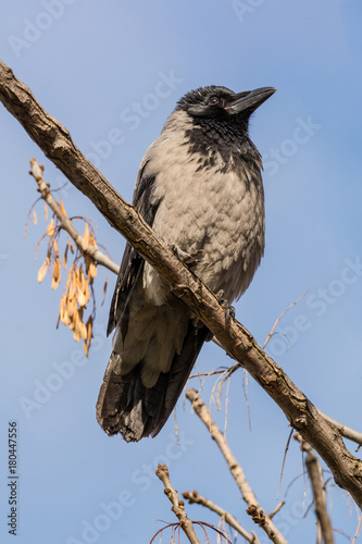 Hooded Crow (aka hoodie) - Corvus corone cornix photo