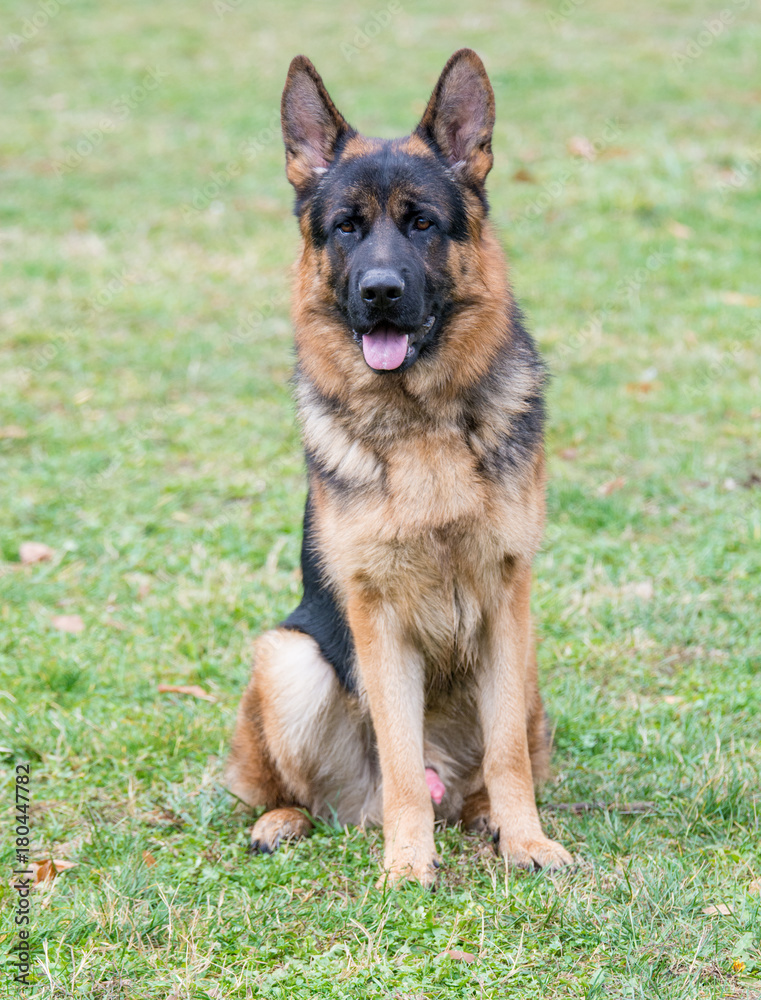 German Shepherd dog head portrait with alert expression German Shepherd dog head portrait with alert expression