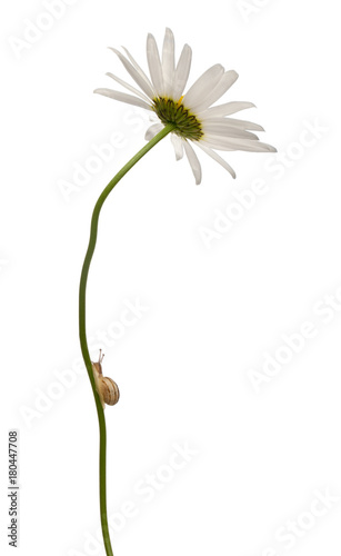 Garden snail  Helix aspersa  climbing stem in front of white background
