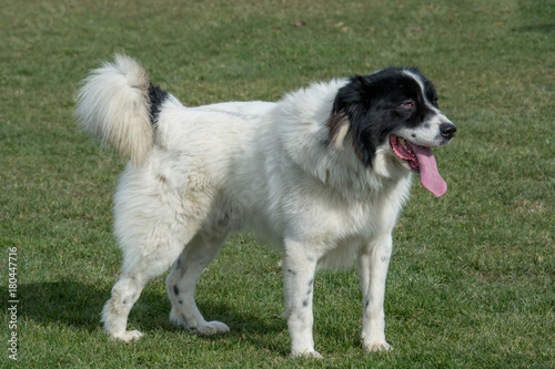 Fototapeta Naklejka Na Ścianę i Meble -  Karakachan  Mountain shepherd guardian dog . Selective focus on the dog