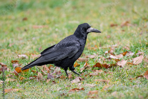 Carrion Crow (Corvus corone) standing in the meadow