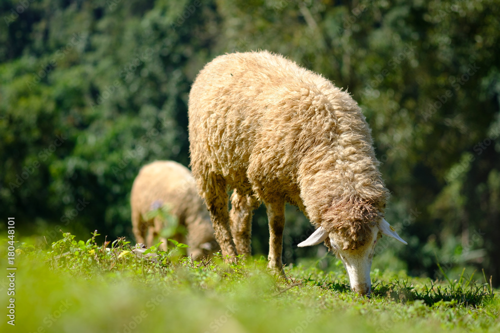 Sheeps in farmland eating meadow Sheeps in farmland eating meadow
