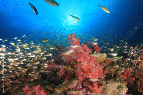 Coral reef and fish underwater in ocean © Richard Carey
