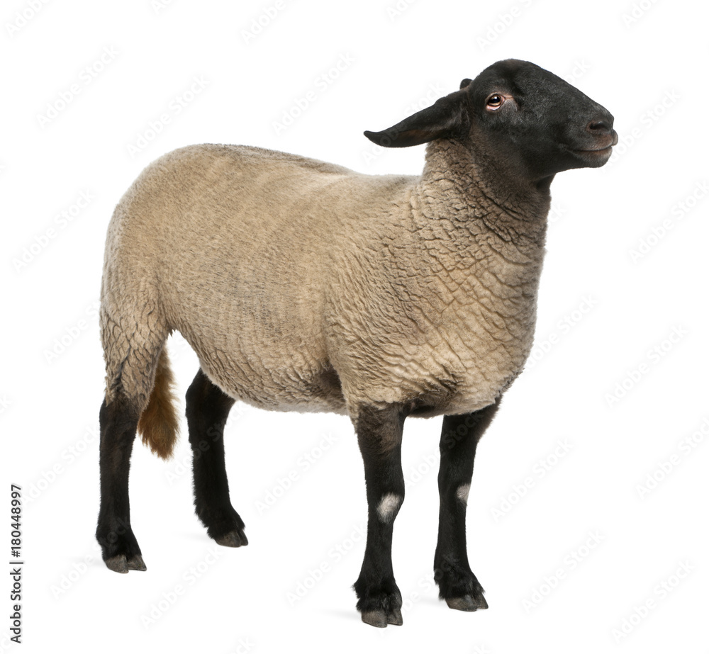 Naklejka premium Female Suffolk sheep, Ovis aries, 2 years old, standing in front of white background