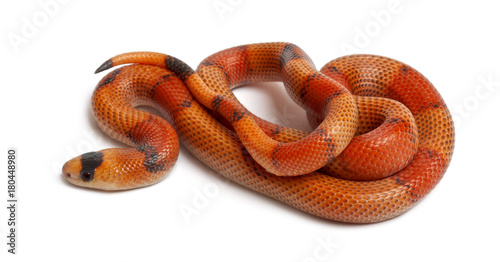 Tricolor Reverse Honduran milk snake, Lampropeltis triangulum hondurensis, in front of white background