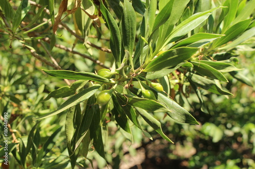 "Wild Olive" (or Sea Olive, White Alling) on tree in Crete Island, Greece. Its Latin name is Bontia Daphnoides (Syn Bontia Minor), native to Caribbean Islands.