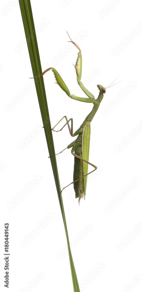Female European Mantis or Praying Mantis, Mantis religiosa, in front of white background Female European Mantis or Praying Mantis, Mantis religiosa, in front of white background