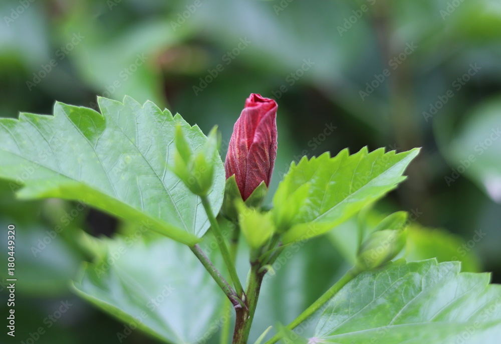 ベトナムの花 ベトナムの花