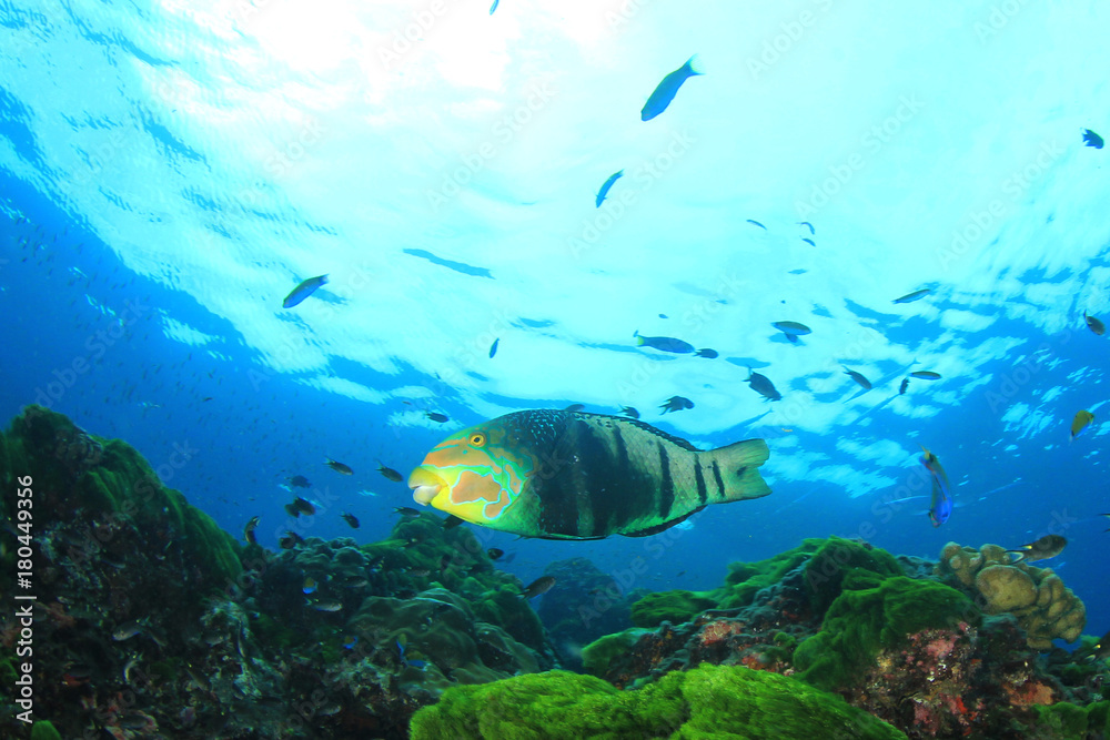 Parrotfish fish underwater on coral reef