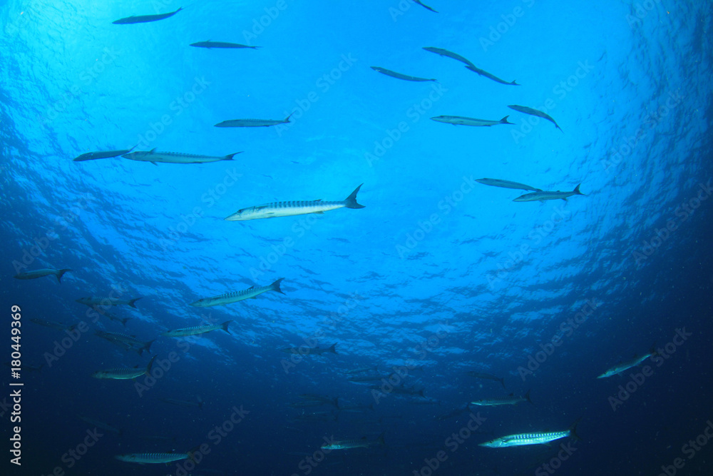 School of Barracuda fish underwater School of Barracuda fish underwater