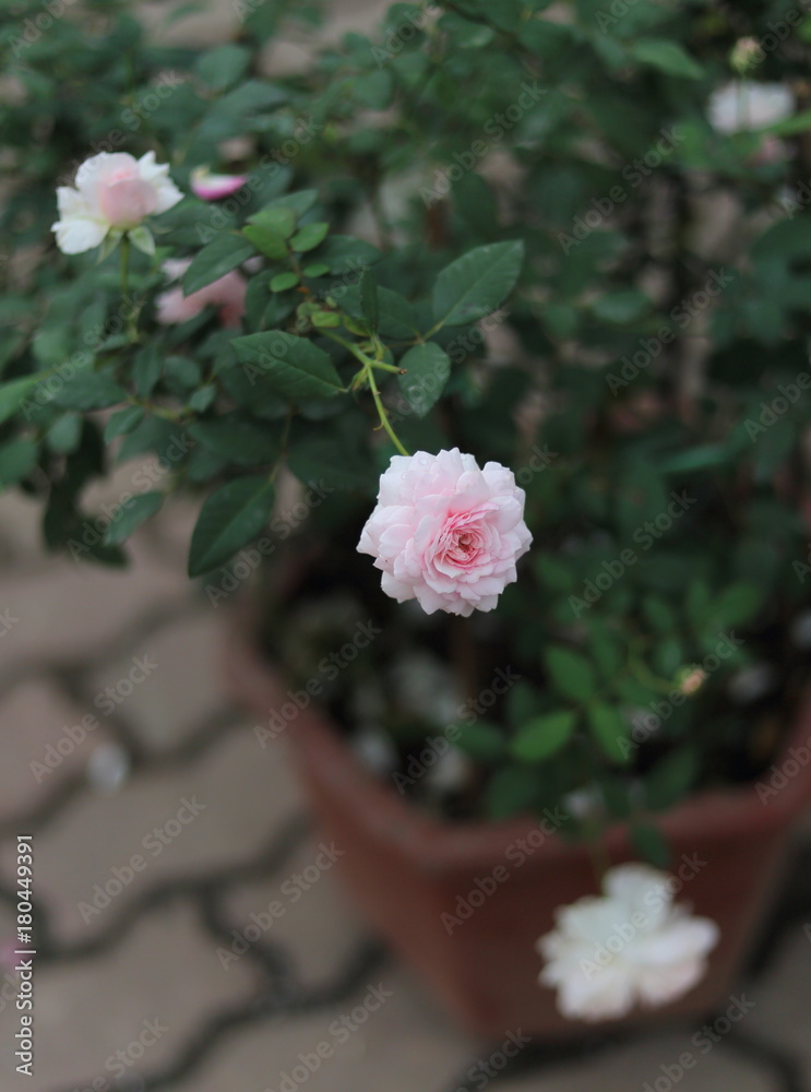 ベトナムの花 ベトナムの花