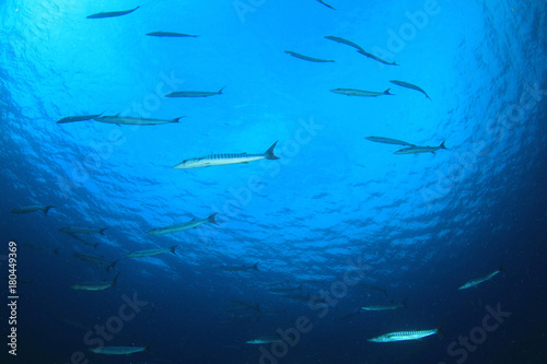 School of Barracuda fish underwater