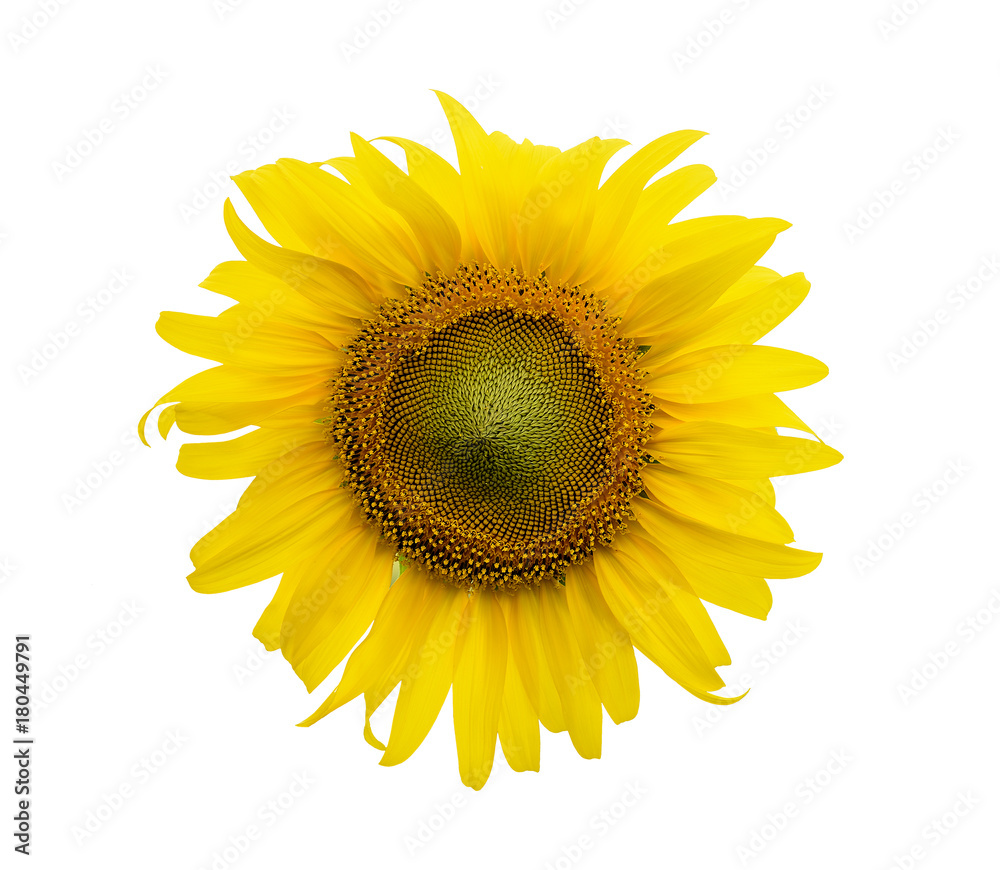 Fototapeta premium Sunflower isolated on white background