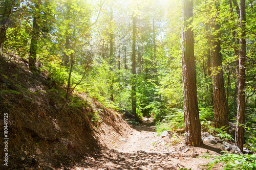 Pathway in summer forest. Troodos national park  Cyprus