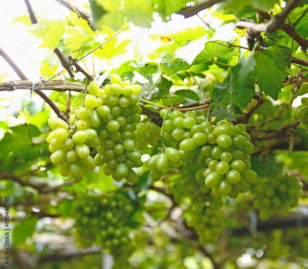 Bunch of grapes on a vine in the sunshin Bunch of grapes on a vine in the sunshin