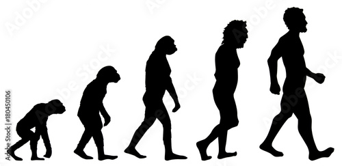 Valokuvatapetti Human evolution graphic