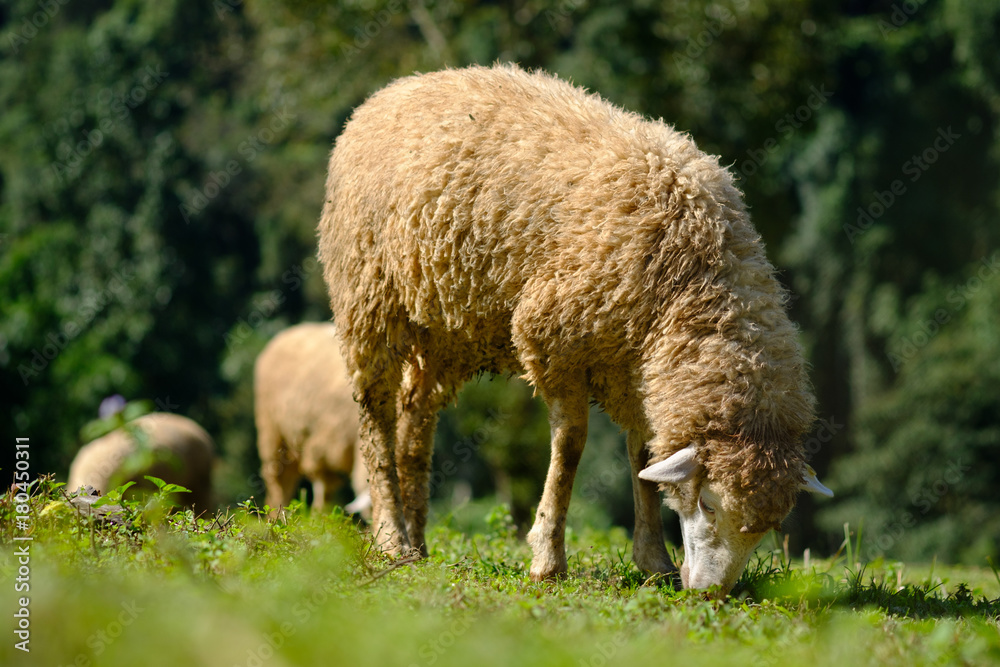 Sheeps in farmland eating meadow Sheeps in farmland eating meadow