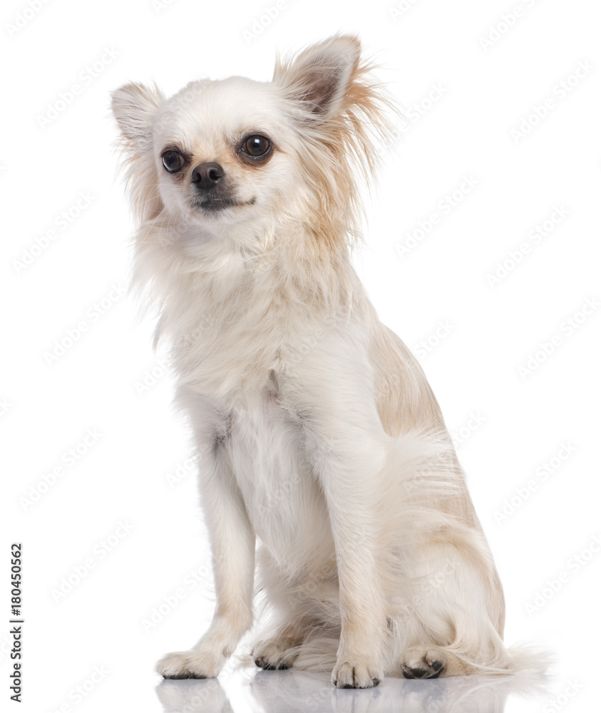 Beige chihuahua sitting (17 months old) Beige chihuahua sitting (17 months old)