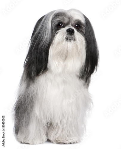 Lhasa Apso (4 years old)