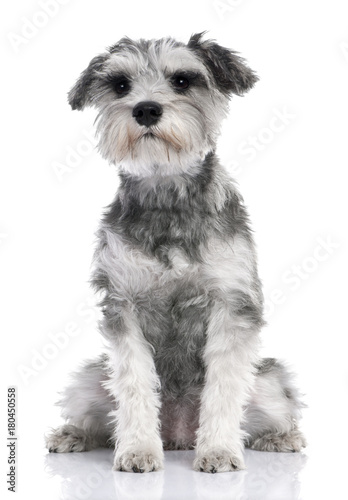 Grey Standard Schnauzer puppy sitting (7 months old)