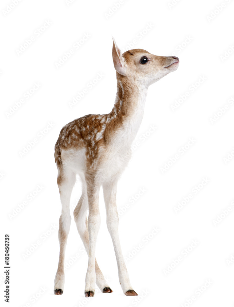 Fototapeta premium Widok z boku Jelonek Daniele, Dama dama, 5 dni, stojąc na białym tle, łapka