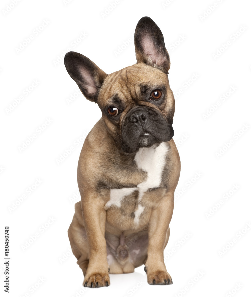 Portrait of French bulldog, studio shot