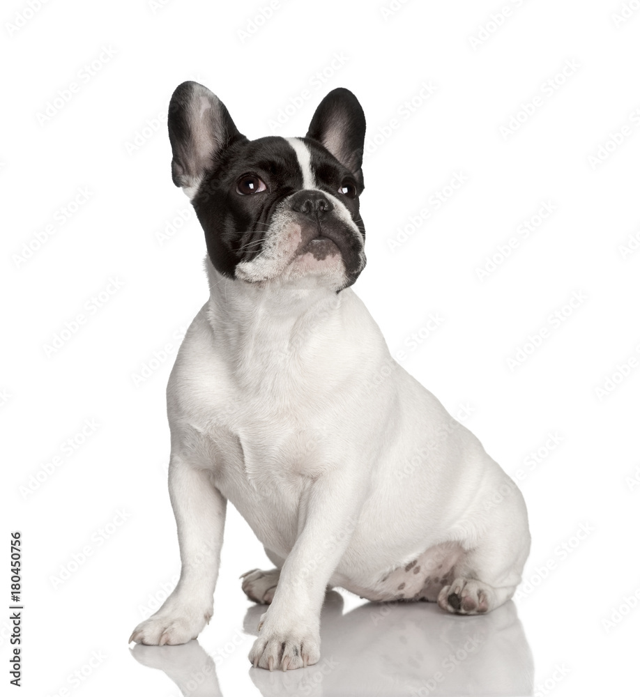 Portrait of French bulldog sitting, studio shot
