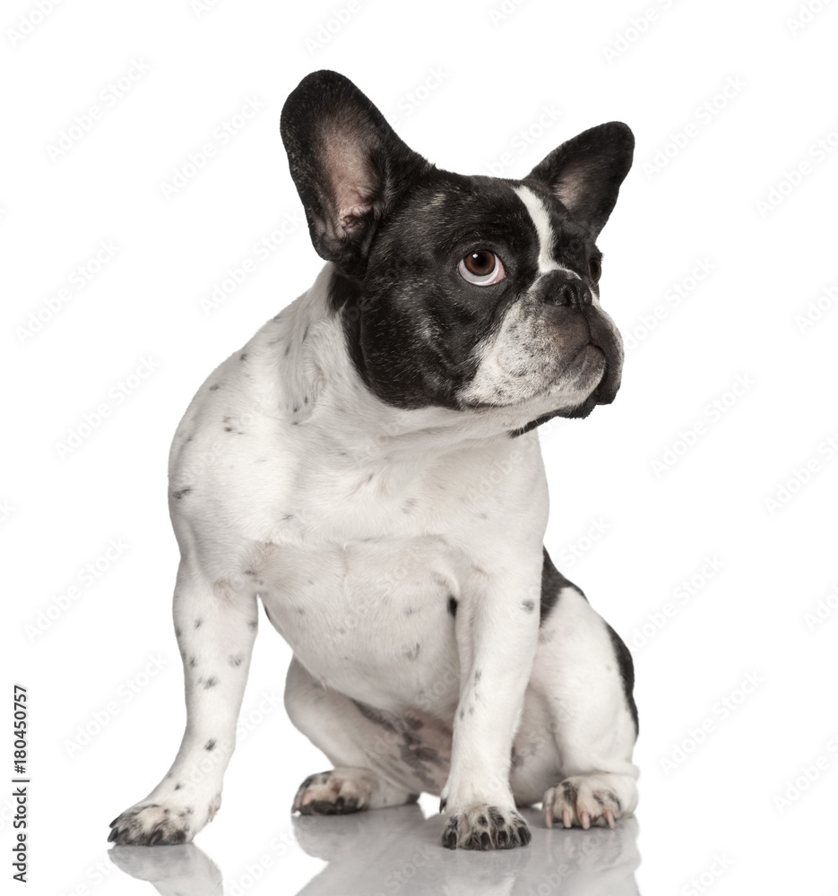 dog : black and white  French Bulldog, sitting, looking up