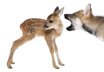 Fotobehang Ree Reekalfje ontmoet Euraziatische wolf  © Eric Isselée