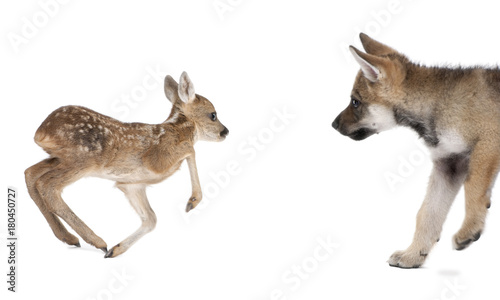 Interplay between Roe deer fawn and Eurasian Wolf, against white background, studio shot photo