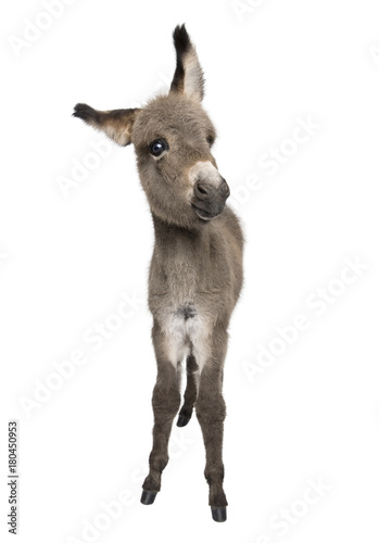 Fototapeta Naklejka Na Ścianę i Meble -  Portrait of donkey foal, 2 months old, standing against white background, studio shot
